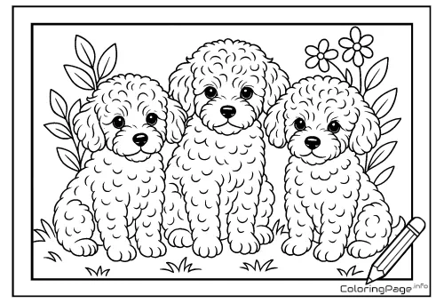 Online coloring page Poodle Puppies