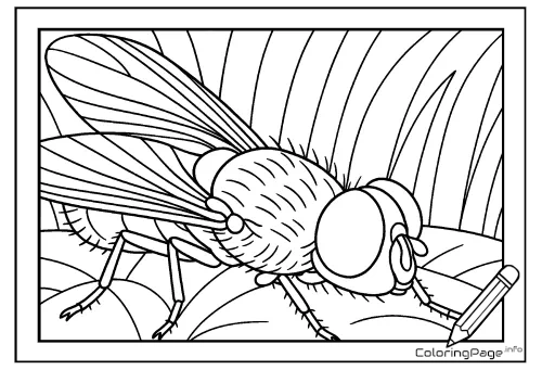 Online coloring page Close-Up of a Fly